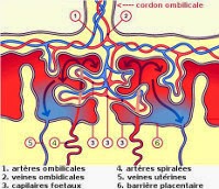 Structure du cordon ombidical