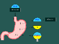 Circuit de la vitamine B12 dans l'estamac