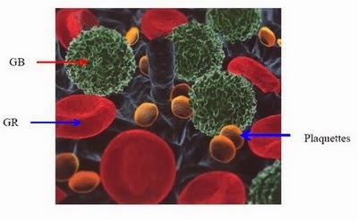 Photo nanoscopique des cellules sanguines (GR, GB, plaquettes)