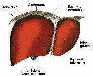SchÃ©ma du foie avec les lobes, la vÃ©sicule biliaire et le diaphragme
