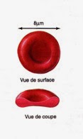 Forme des globules rouges